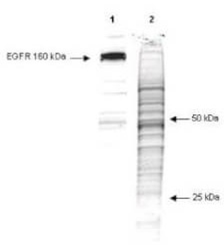 Phosphotyrosine Antibody