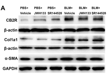 Fluorescein (FITC) Antibody
