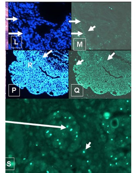 Fluorescein (FITC) Antibody