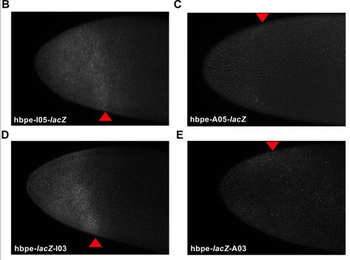 Fluorescein (FITC) Antibody