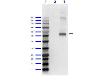 Fluorescein (FITC) Antibody