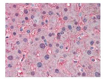 APOLIPOPROTEIN A-I Antibody