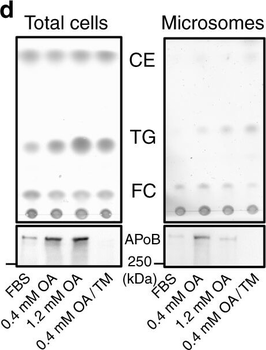 APOLIPOPROTEIN B Antibody