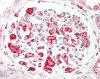 APOLIPOPROTEIN C-II Antibody