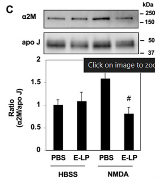 APOLIPOPROTEIN J Antibody