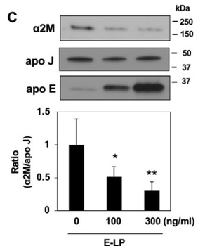 APOLIPOPROTEIN J Antibody