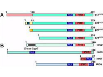 p47ING3 Antibody