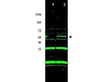p47ING3 Antibody