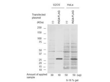 p29ING4 Antibody