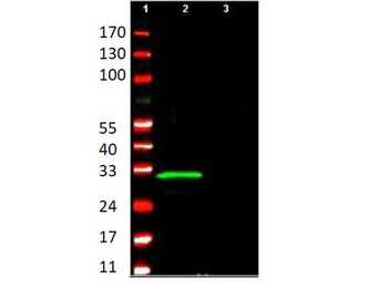p29ING4 Antibody