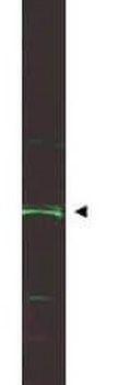 p28ING5 Antibody