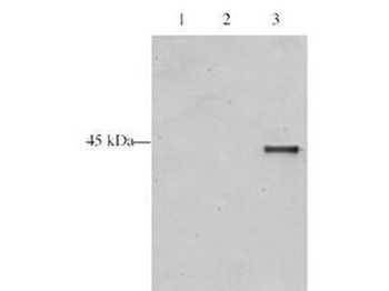 p28ING5 Antibody