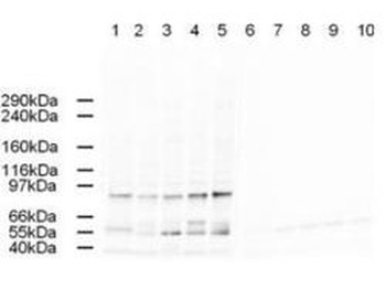 AP2A Antibody