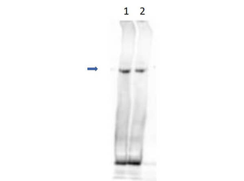 IDN3 Antibody