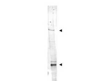 IDN3 Antibody
