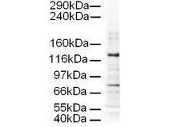 AP3D1 Antibody