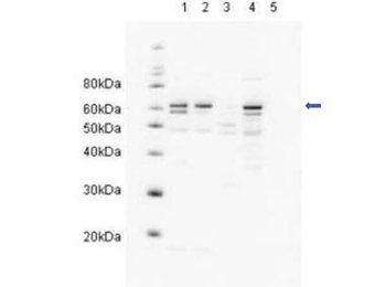 HR23A Antibody