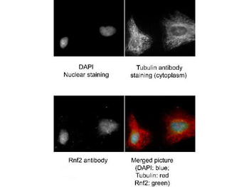 RNF2 Antibody