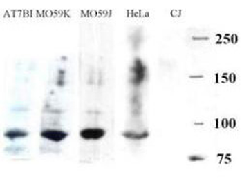 ARTEMIS Antibody