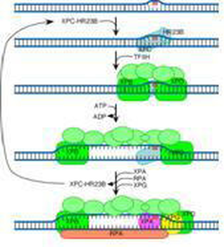 RAD23B Antibody