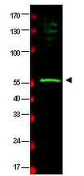 RAD23B Antibody