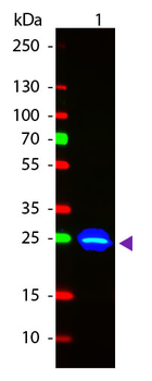 GFP Antibody Fluorescein Conjugated