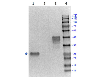 GST Antibody HRP Conjugated