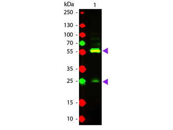 Biotin Antibody Texas Red Conjugated