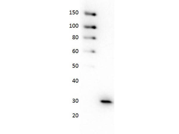 GFP Antibody Peroxidase Conjugate