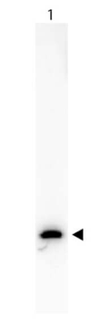 GFP Antibody Biotin Conjugated