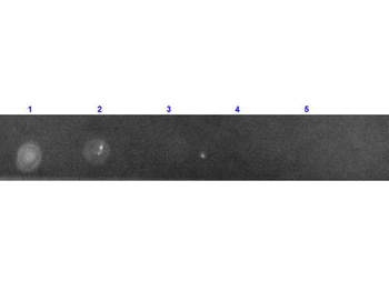 GFP Antibody Texas Red Conjugated