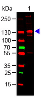 Collagen Type III Antibody