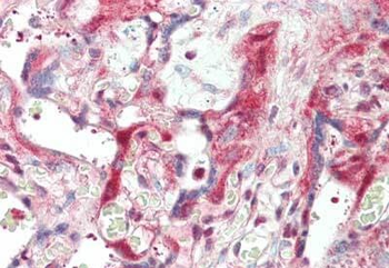 Laminin Antibody
