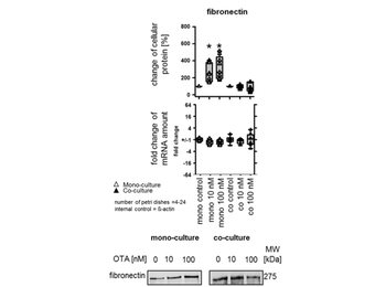 Fibronectin Antibody