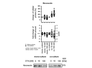 Fibronectin Antibody