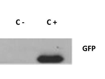 GFP Antibody