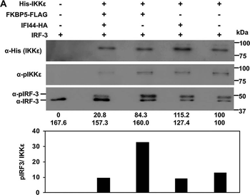 IKK E phospho T501 Antibody