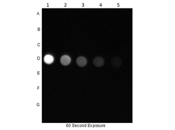 AKT phospho S473 Antibody