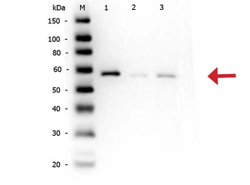 AKT phospho S473 Antibody
