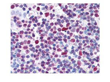 CREB phospho S133 Antibody