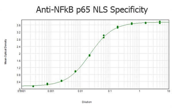 RELA Antibody