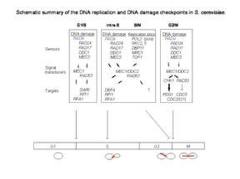 Rad9 phospho S1129 Antibody