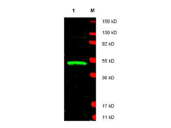 Ldb1 Antibody