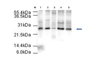 APC10 Antibody