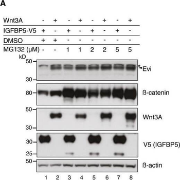 V5 Epitope Tag Antibody