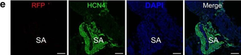 RFP Antibody Pre-adsorbed