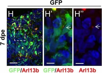 RFP Antibody Pre-adsorbed