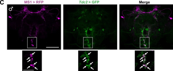 RFP Antibody Pre-adsorbed