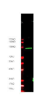 MYC Epitope Tag Antibody