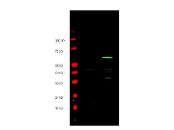 MYC Epitope Tag Antibody